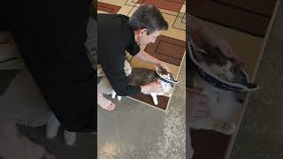 SOFT CAT CONE COLLAR QUICK REVIEW screenshot 1