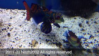 Mandarin Fish/Рыбка Мандаринка