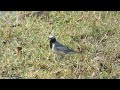 White Wagtail Motacilla Alba Call Sounds Singing Vocals Songs 