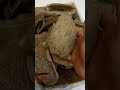 عود طبيعي قواقع