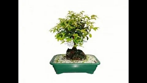 Como cuidar do bonsai de mercado?