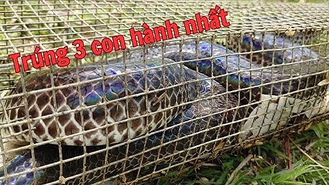 Thăm Bẫy Hên Người Dân Phát Hiện Cái Bẫy Dính Rắn Nhất Mà Không Lấy
