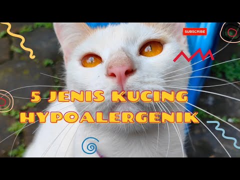 Video: 14 Trah Kucing Hypoallergenic Yang Terbaik untuk Penderita Alergi