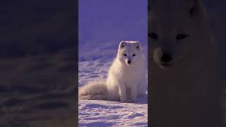 Arctic Fox Winter Royalty Revealed
