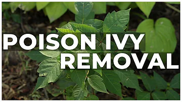 How To Remove Poison Ivy From Your Garden