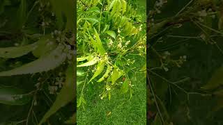 Neem Tree leaves and🌳🌿🍃 flowers #shorts