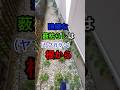 【根から取るのは諦めて！】ヤブガラシを枯らす方法#雑草
