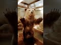 Is this freddy fazbear?