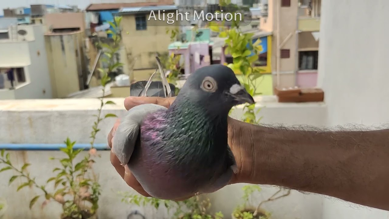 EYE SIGN OF KARNA PURA ,SECRET  ABOUT PIGEONS EYES , SECRET OF KARNAPURA EYES