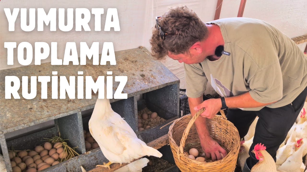 YUMURTALARI NASIL SATIYORUZ? NASIL TOPLUYORUZ? NASIL AYIRIYORUZ?