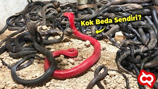 Apakah Ini Ratu Ular Kobra?! Hewan Langka yang Memiliki Warna Tak Lazim dari Biasanya