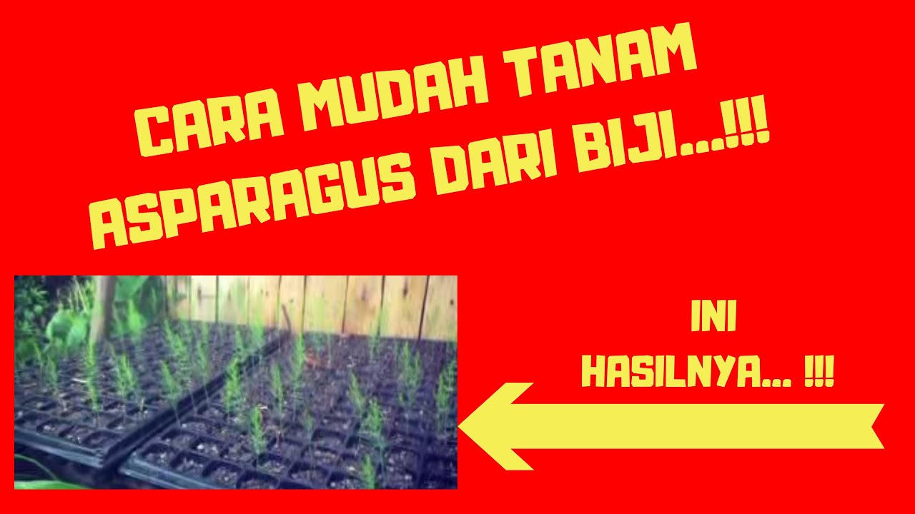 CARA TANAM ASPARAGUS DARI BIJI 