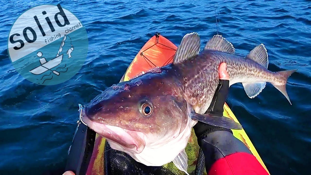 【カヤックフィッシング】深海魚タラ　期間限定のシャローパターン！！　【ジギング】