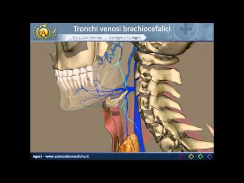 Video: Differenza Tra Pulsazione Dell'arteria Carotide E Pulsazione Della Vena Giugulare