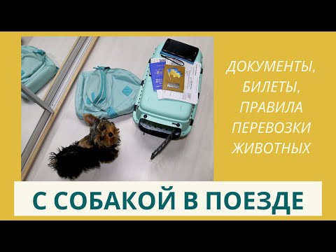 Как путешествовать с собакой в поезде: покупка билетов, необходимые документы и правила перевозки