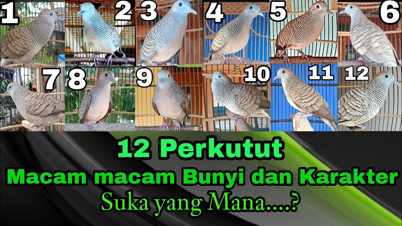 12 Perkutut, Suara dan Karakter Berbeda, Nomer 7 Bikin Emosi