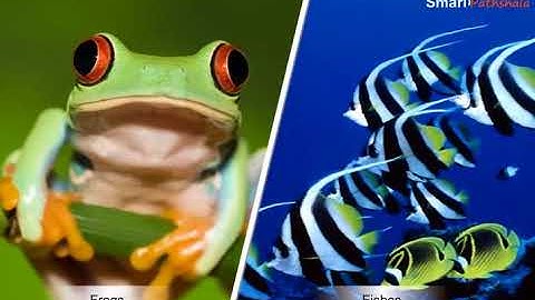 NCERT CBSE Class 8 Science Chapter 9 Reproduction in Animals Part 4