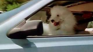 Funny bud light ad: dog driving car