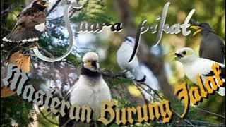 Suara pikat burung jalak,Jenis burung jalak