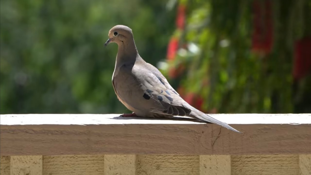 Bird Watching Relaxing Nature Sounds