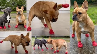 Funny Frenchies Try On Dog Shoes