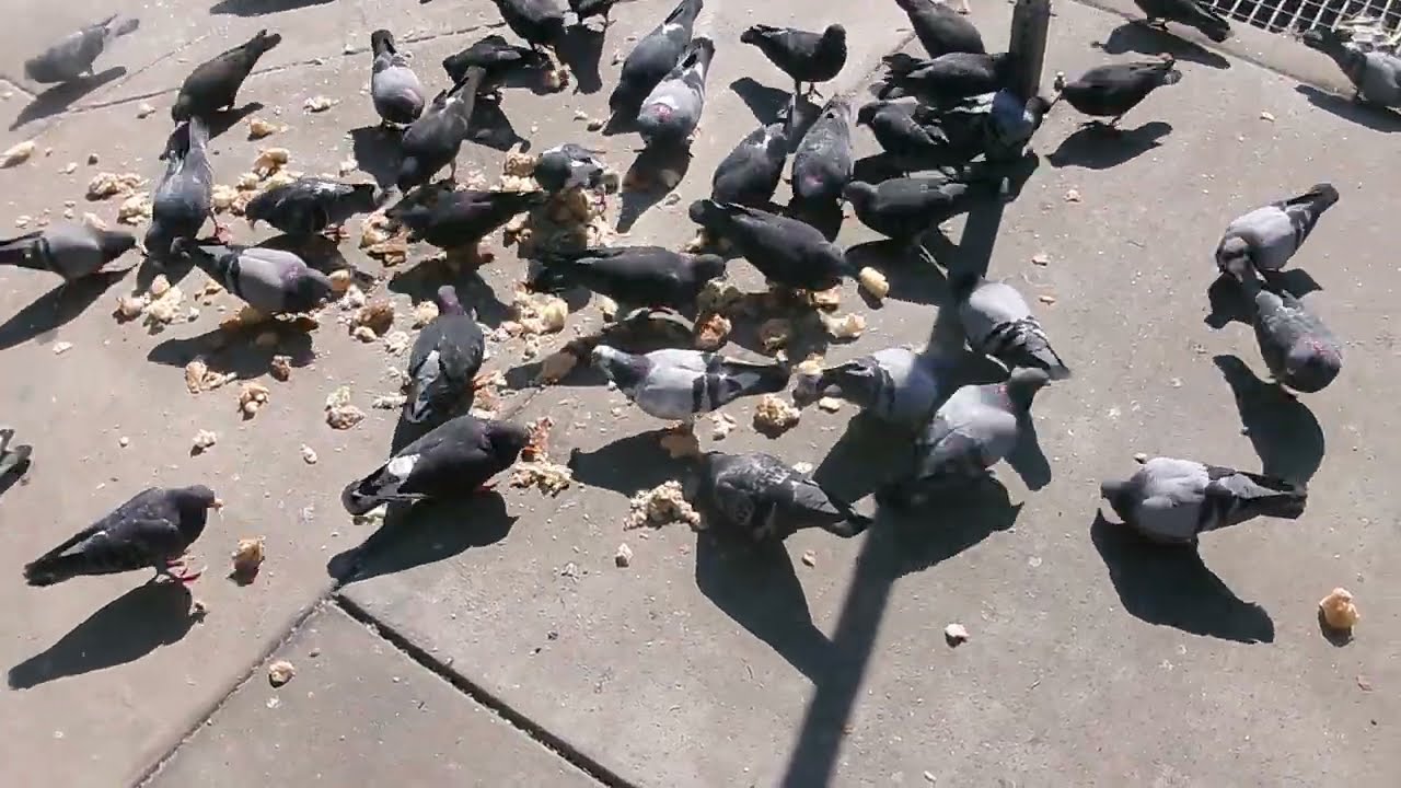 THE ESCALATOR SHOW EPISODE 143: ESCALATORS AND PIGEONS AT 30TH STREET IN PHILADELPHIA