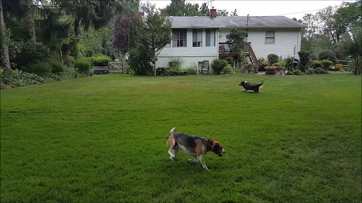 Gracie and Reese Playing