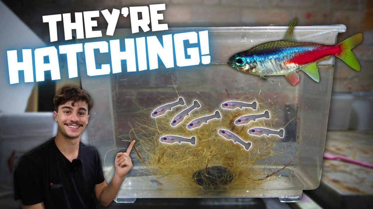 THEY'RE HATCHING! Breeding Neon Tetras! Day in the Fish Room #36