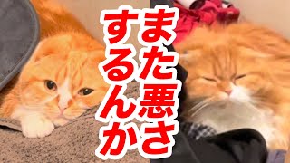 【まるお&もふこ】また悪さするんか!!【洗濯部屋編】#Shorts