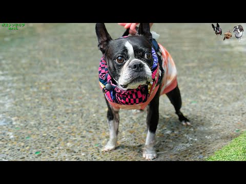 お犬様の為のリゾート地!!犬の島を満喫してきた