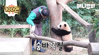 Adorable Baby Panda Playing HideAndSeek With a Keeper