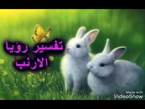 تفسير رؤية الارنب في المنام لابن سيرين