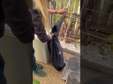 Huge Carpet Python Relocated After Eating Pet