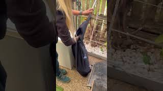 Huge Carpet Python Relocated After Eating Pet Wealth
