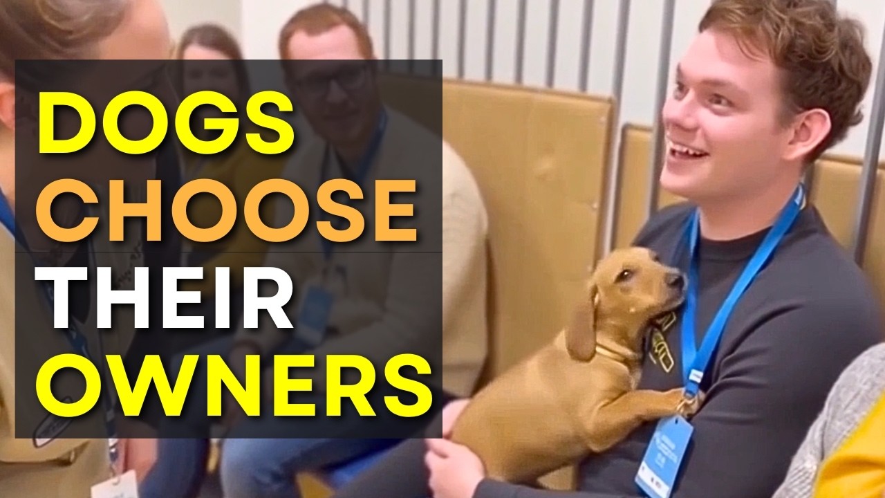 Blindfolded People Let Shelter Dogs Choose Them as Owners And THIS Happened 💔 (New 2-step Adoption)