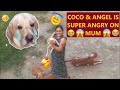 COCO &amp; ANGEL GOT SUPER ANGRY &amp; BEATS UP MUM..😱😱😱| WATCH HOW MUM CUDDLES PUPPIES..ENRAGING BOTH..🤣☠🤣☠