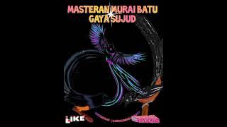 🔴MASTERAN KHUSUS MURAI BATU GAYA SUJUD 💫 @gandagandoeLkicau777 #masteranmuraibatu