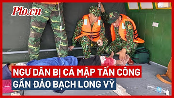 Hải Phòng: Một ngư dân bị cá mập tấn công gần đảo Bạch Long Vỹ - PLO