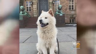 Exclusive: Teen Hurt, Dog Killed In Hit-Run