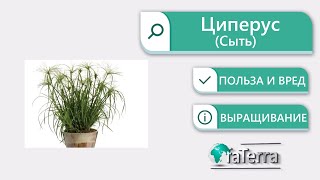 Циперус: уход в домашних условиях | Все о комнатных растениях на Faterra