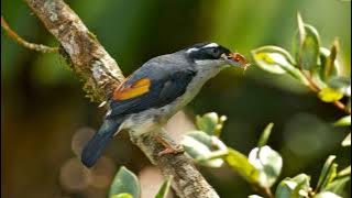 Suara Burung Ciu Besar (Pied Shrike-Babbler)