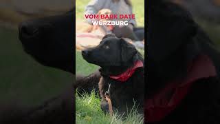 Anubis von Vierbeiner in Not e. V. sucht ein Zuhause - Bark Date Würzburg