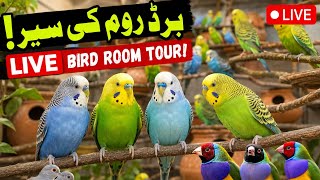 LIVE Budgies, Gouldian Finches & Diamond Doves | Bird Aviary Tour | Breeding & Care Q&A