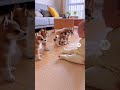 赤ちゃんとわんこ🐶　dog and Baby #japan #cute #ai #baby #kawaii #かわいい　#犬　#dog #残念そうな顔 #funny #dance #music