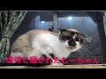 虐待と騒がれた あのむーちゃん久しぶりに登場!
