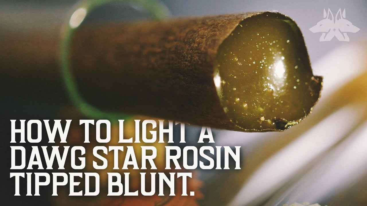 DAWG STAR TUTORIALS - HOW TO LIGHT ROSIN TIPPED BLUNTS
