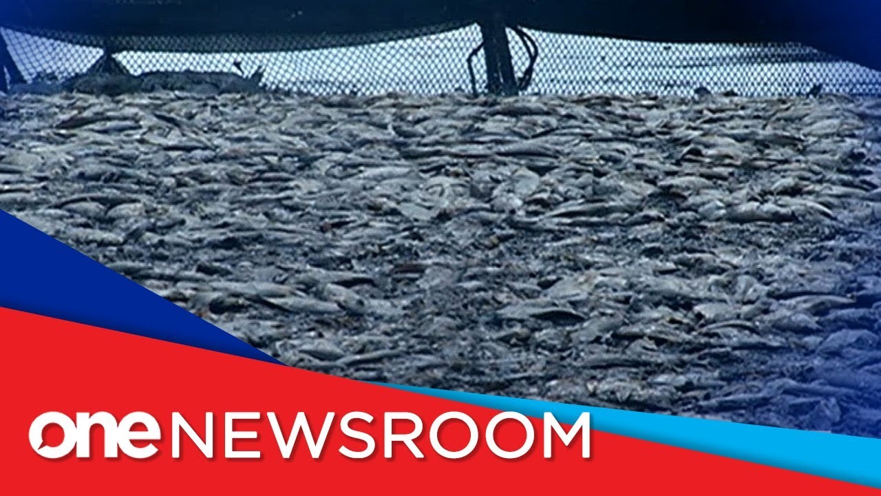 Batangas fish kill damage hits P42.9M