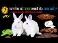 खरगोश में दस्त होने के 7 कारण और उपाय || Rabbit Loose Motion Problem &amp; Solutio || Diarrhea in rabbit
