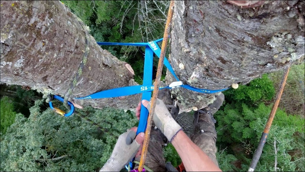 Big Dead Fir Tree, Take down