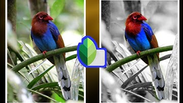 Selective Color Effect | Color Splash in Snapseed | Snapseed Tutorial for Beginner